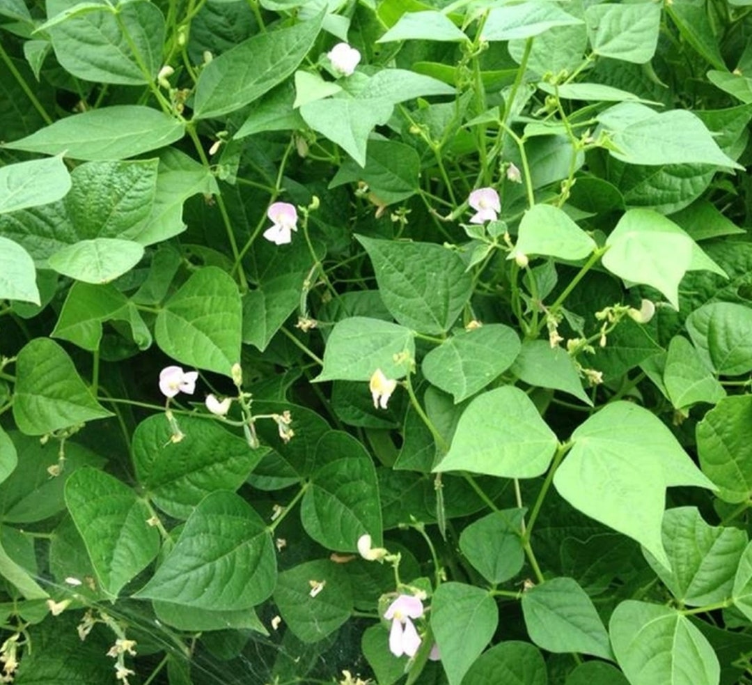 White Tepary Bean Seed Heirloom Tohono O'odham Tota Bawi Beans Seeds 0