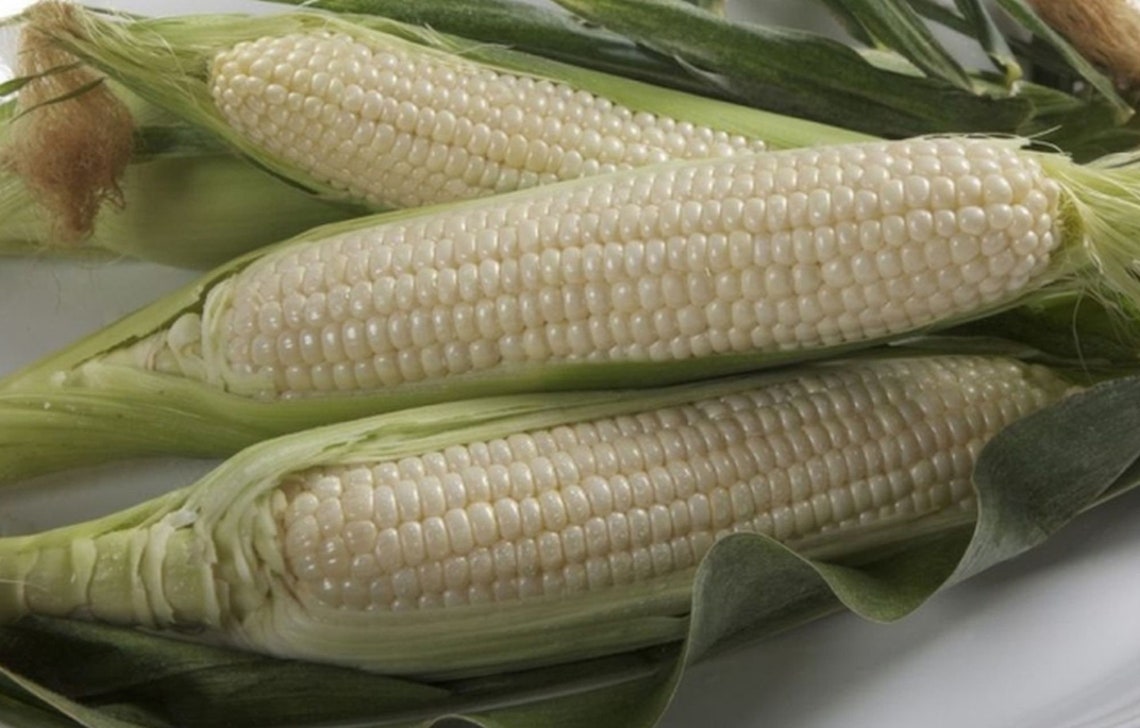 Trucker's Favorite White Corn Seed Dent Field Garden Etsy