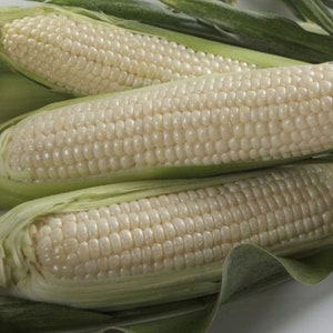 Trucker&#39;s Favorite White Corn Seed - Dent Field Garden Maize Seeds (0.50oz to 8oz)