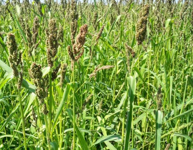 Browntop Millet Seed Dixie Signalgrass Bird Wildlife Forage Etsy