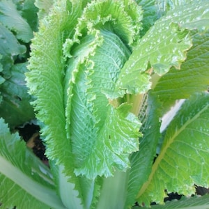 Michihili Heading Napa Cabbage Seed - Heirloom Garden Greens Seeds (3.0gr to 30gr)