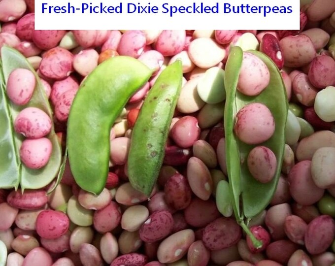 Zipper Cream Cowpea Seed Southern Peas Crowder Pea Treated Etsy