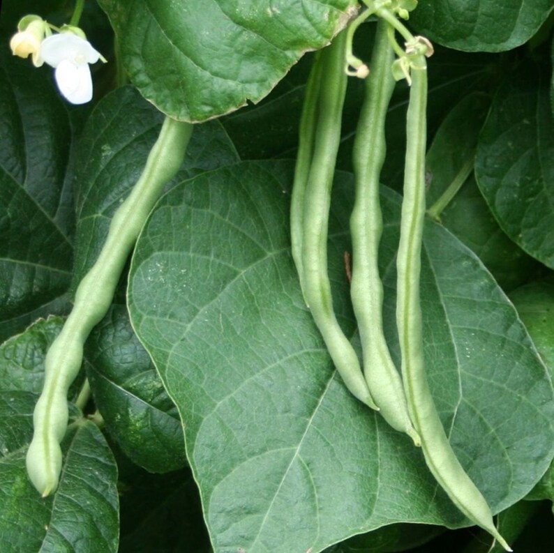 Kentucky Wonder 125 Greenpod Bean Seed Bush Beans Garden Etsy