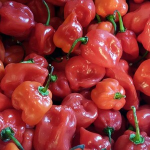 Red Habanero Pepper Seed - Heirloom Hot Chili Peppers Seeds (0.25gr to 5.0gr)