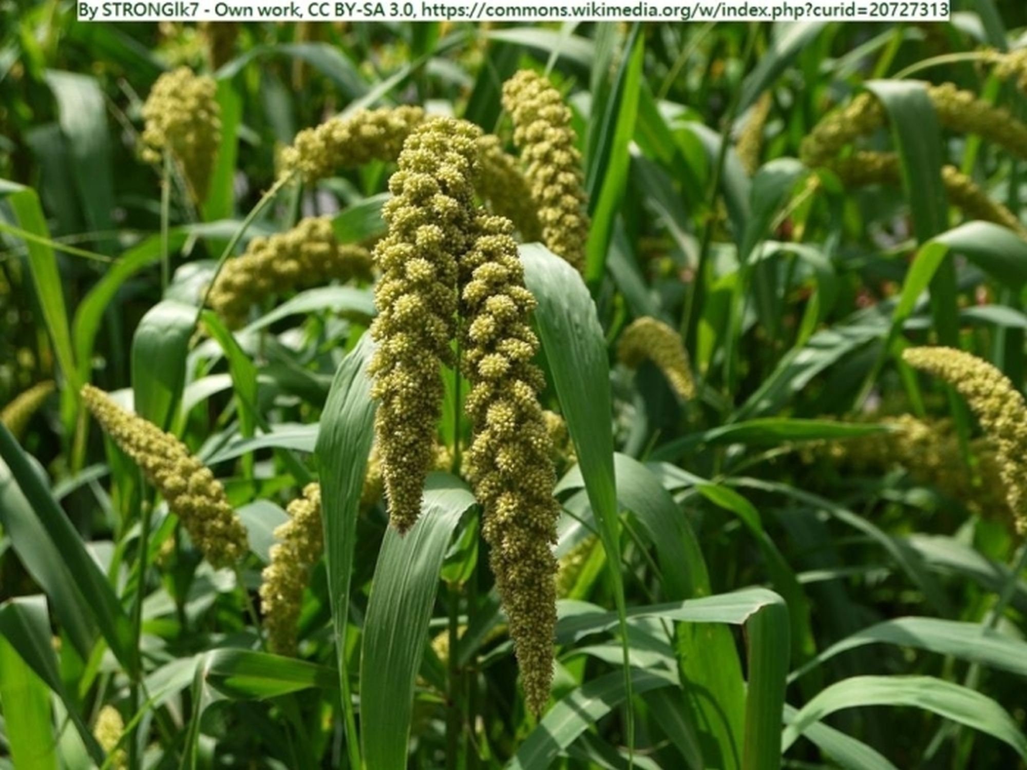Golden German Foxtail Millet Seed Forage Pasture Wildlife Etsy