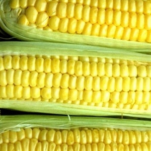 Kandy Korn Sweet Corn - Hybrid (se) Maize Vegetable Treated Seeds  (0.50oz or 1oz)
