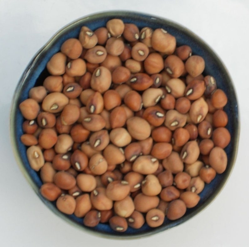 Mississippi Silverskin Cowpea Seed Crowder Peas Southern Pea Etsy