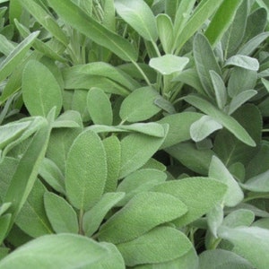 Broadleaf Sage Seed - Flowering Aromatic Perennial Herb Seeds (1.0gr to 5.0gr)