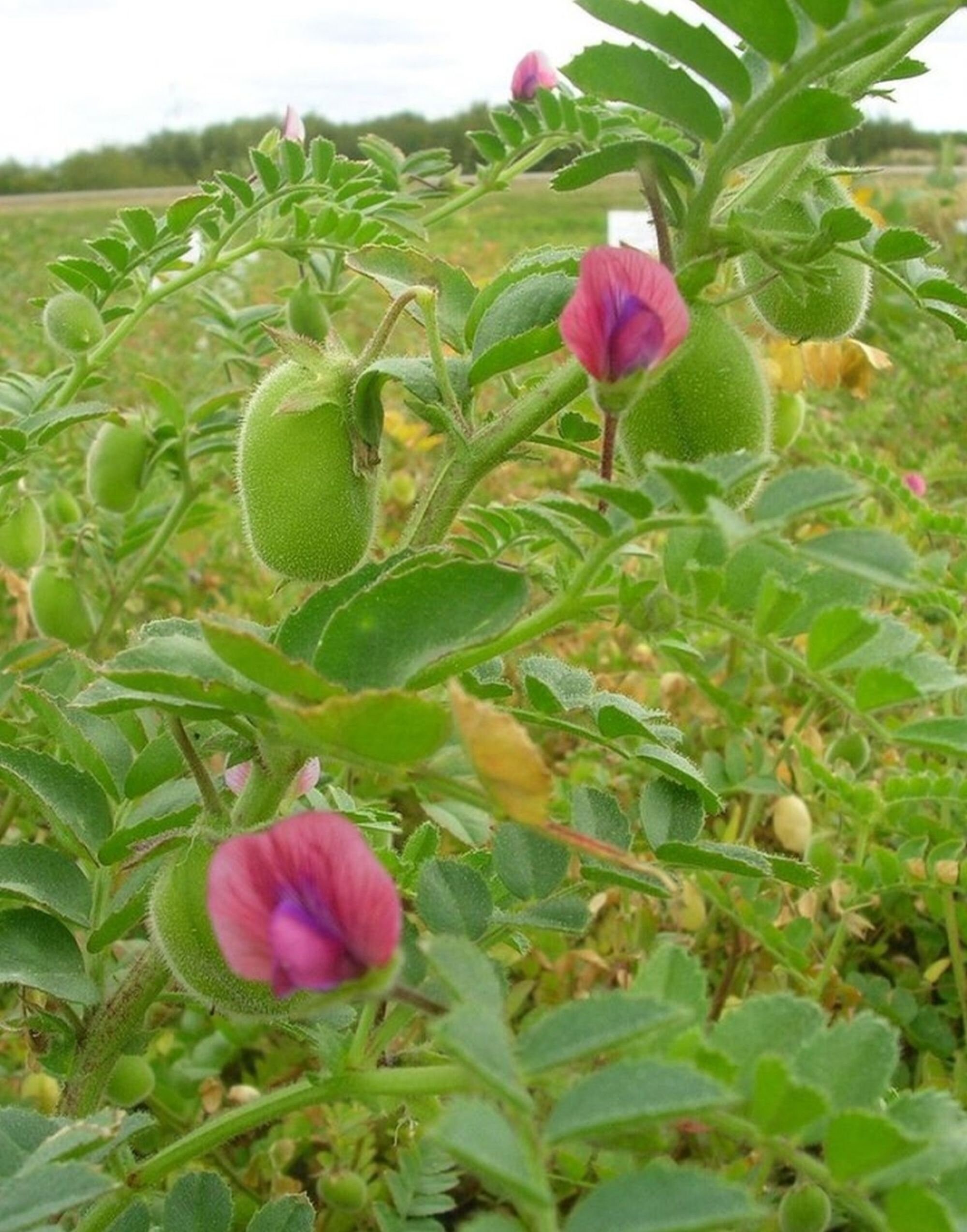 Holay (Garbanzo Beans) are - Malta Cooking Oil & Banaspati