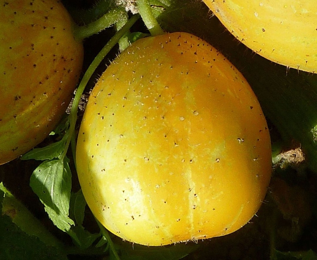 40 Lemon Cucumber Seeds – Non-GMO, Heirloom, USA Seller