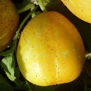 True Lemon Cucumber Seed - Heirloom Lemon Garden Cucumbers Seeds (0.50gr to 3.0gr)