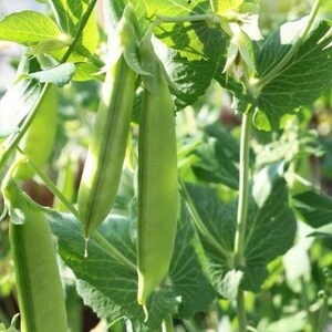 Sugar Snap Pea Seed - Sweet Edible Pod English Running Peas Seeds (0.50oz to 4oz)