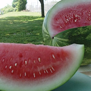 Congo Watermelon Seed - Red Flesh Heirloom Garden Melon Seeds (3.0gr to 30gr)