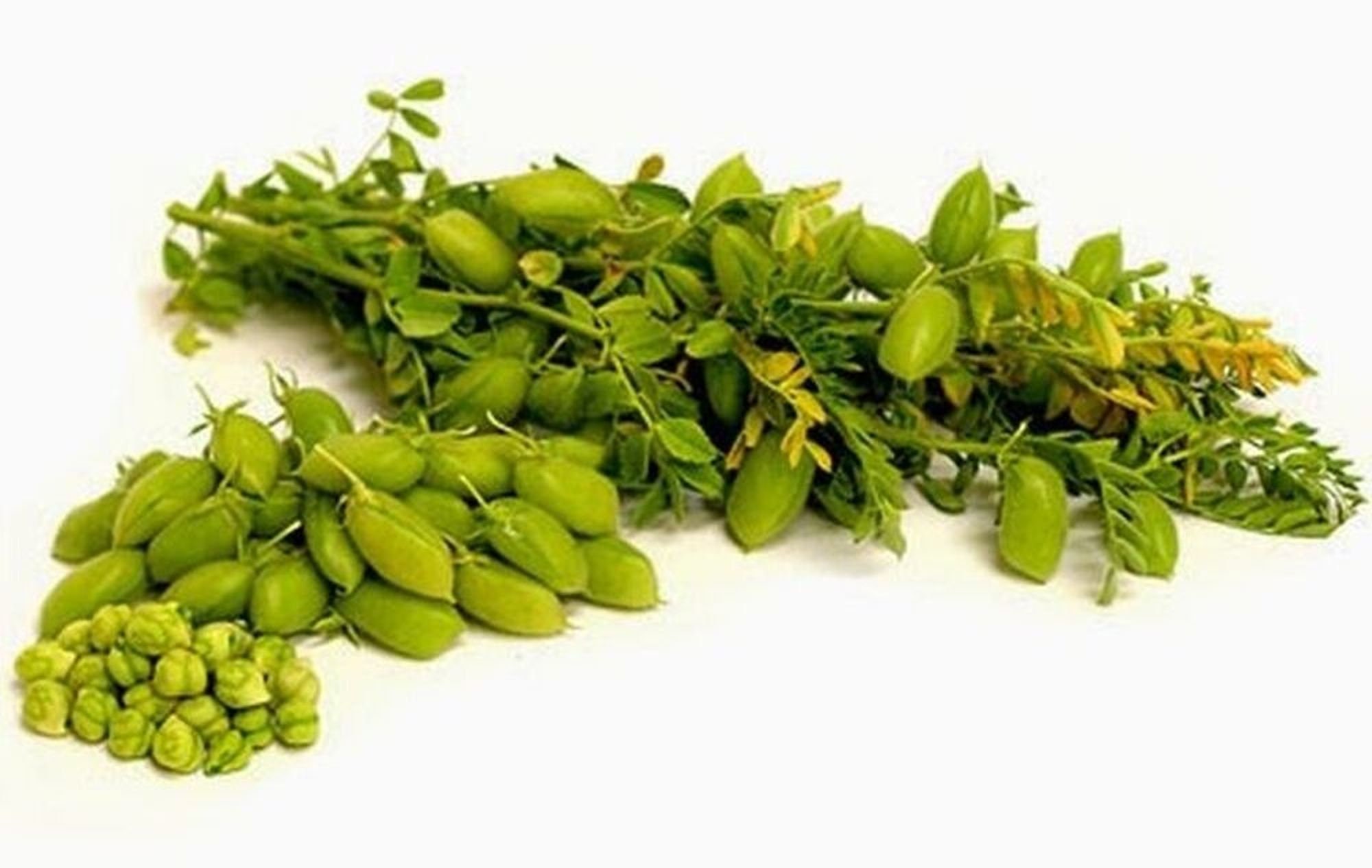 Chickpea Garbanzo Bean Seed Sierra Kabuli Chickpeas Chick Etsy