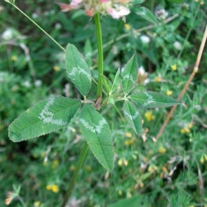 Yuchi Arrowleaf Clover Seed - Bee Wildlife Feed Forage INOC Seeds (0.50oz to 4oz)