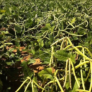 Mississippi Silverskin Cowpea Seed - Southern Crowder Peas Seeds (0.50oz to 4oz)