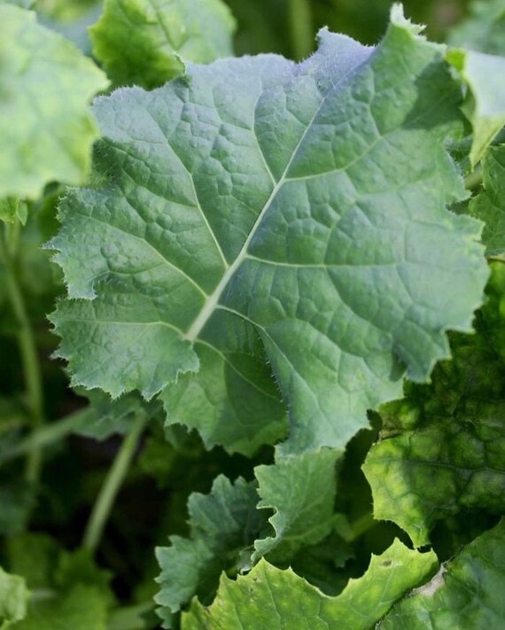 Early Heirloom Greens Garden Vegetable Seeds Siberian Kale Seed ¼oz to 4oz 