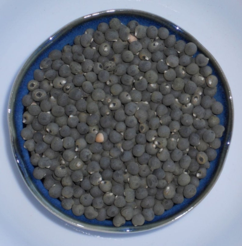 Emerald Green Velvet Okra Seed Southern Gumbo Vegetable Etsy