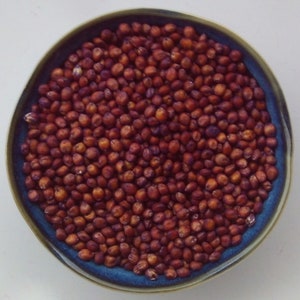 Jackpot Sorghum-Sundgrass Seed Wildlife Forage TREATED Seeds 1oz to 8oz image 3