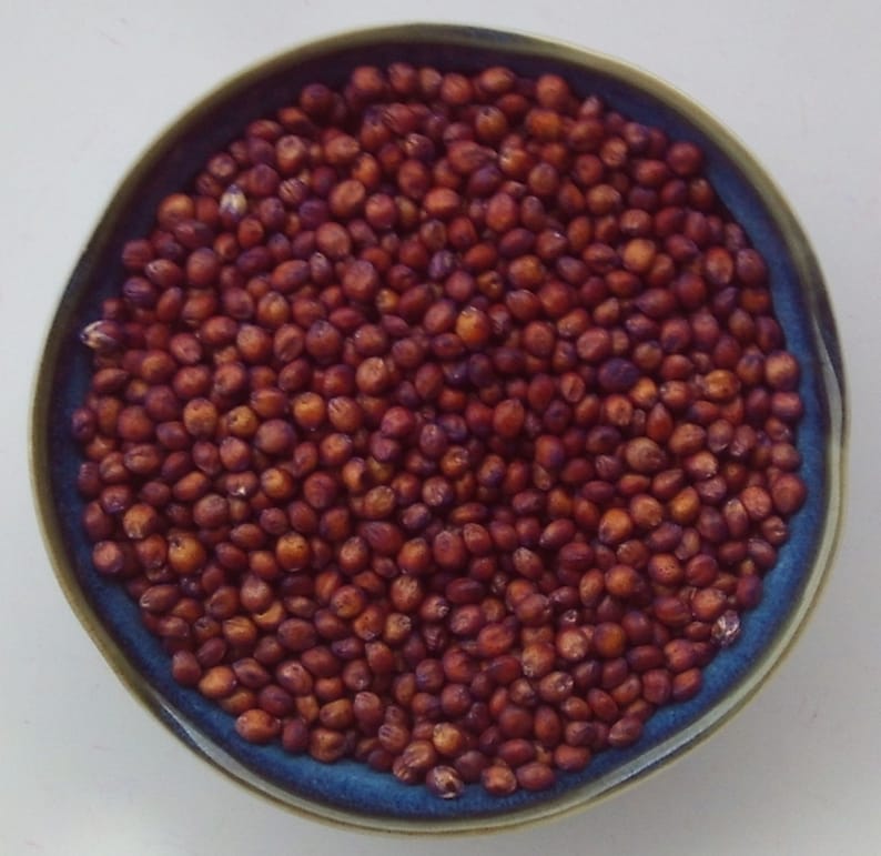 Jackpot Sorghum-Sundgrass Seed Wildlife Forage TREATED Seeds 1oz to 8oz image 3