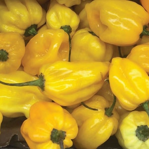 Lemon Habanero Pepper Seed - Heirloom Hot Chili Peppers Seeds (0.25gr to 1.0gr)