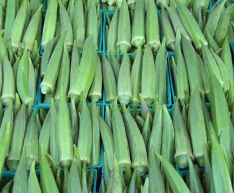 Emerald Green Velvet Okra Seed Southern Gumbo Vegetable Etsy Canada