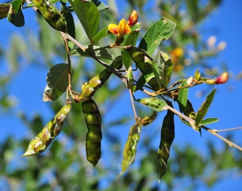 Pigeon Pea Seed Grandules Puerto Rico Beans Congo Peas Seeds Etsy