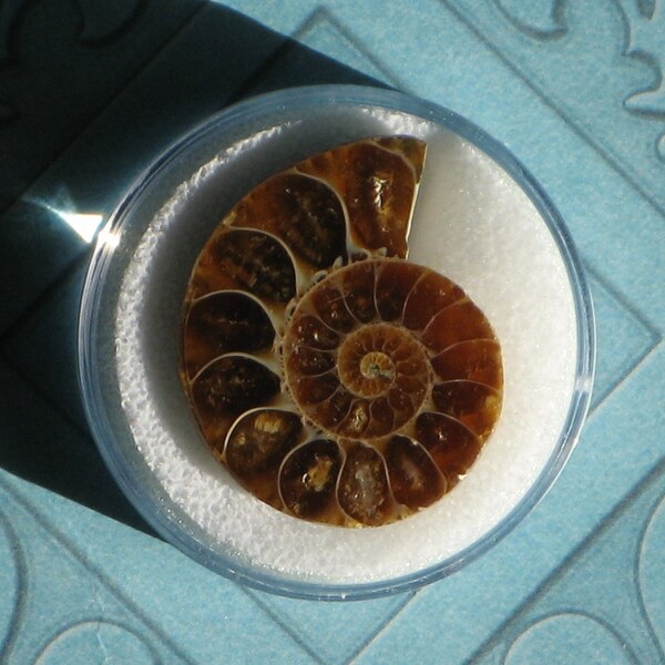 Mesozoic Ammonite Fossil, Madagascar. Mesozoic Era, 240 - 65 million years ago. 1/2 Ammonite. Extinct Cephalopod.  Pre-historic.   Item #696