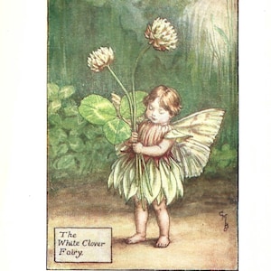 Flower Fairy of the Summer - The White Clover Fairy