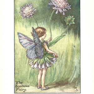 Flower Fairy of the Summer - The Scabious Fairy