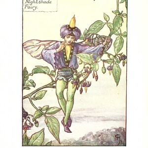 Flower Fairy of the Summer - The Nightshade Fairy