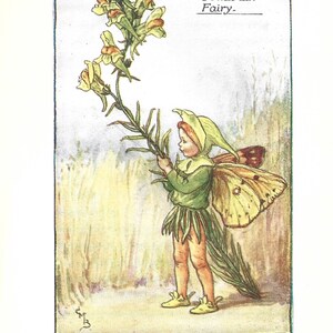 Flower Fairy of the Summer - The Toadflax Fairy