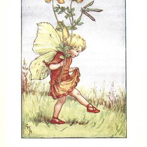 Flower Fairy of the Summer - The Bird&#39;s Foot Trefoil Fairy