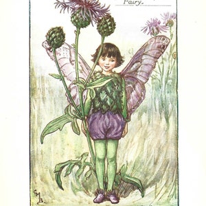Flower Fairy of the Summer - The Greater Knapweed Fairy