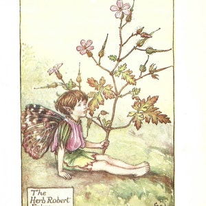 Flower Fairy of the Summer -The Herb Robert Fairy