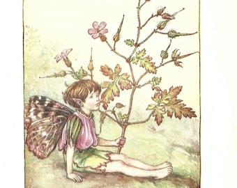 Flower Fairy of the Summer -The Herb Robert Fairy