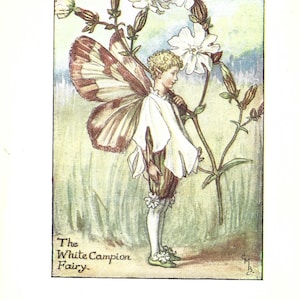 Flower Fairy of the Summer - The White Campion Fairy