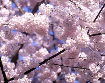 Cherry Blossoms, Portland, Oregon - Photography by Robert Griffen - Giclee Prints or Panoramic Note Card - Archival Materials