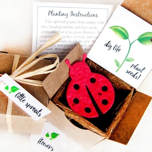 May include: A small brown box with a red ladybug cutout on top. The box is open and contains a small biodegradable pot with seeds inside. The box also includes a small card with the text "dig life plant seeds!" and a tag that says "little sprouts".