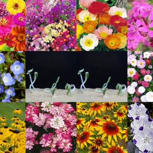 Puede incluir: Un collage de diez variedades de flores diferentes, incluyendo flores rosas, rojas, blancas, amarillas, azules y moradas. Las flores est&aacute;n dispuestas en una cuadr&iacute;cula, con cada variedad de flor ocupando un cuadrado. Las flores est&aacute;n todas en flor y est&aacute;n enfocadas. El fondo es una superficie negra.