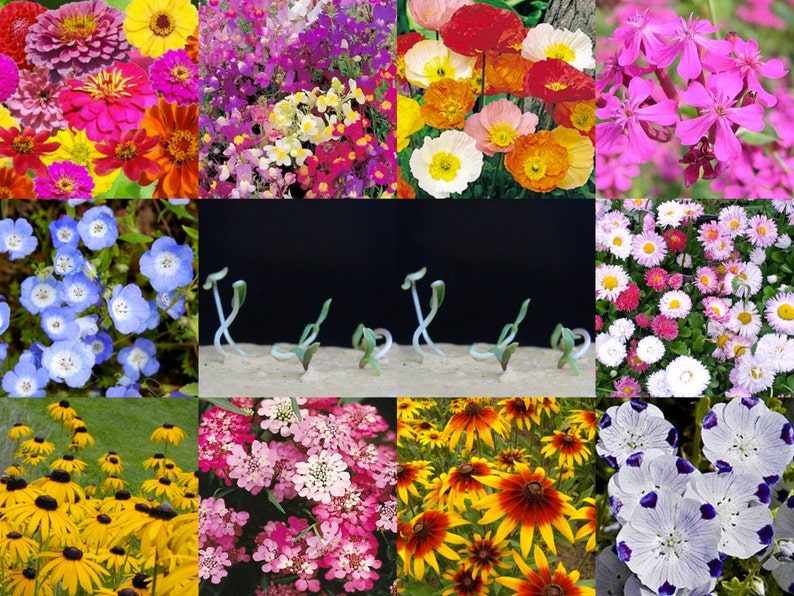 Puede incluir: Un collage de diez variedades de flores diferentes, incluyendo flores rosas, rojas, blancas, amarillas, azules y moradas. Las flores est&aacute;n dispuestas en una cuadr&iacute;cula, con cada variedad de flor ocupando un cuadrado. Las flores est&aacute;n todas en flor y est&aacute;n enfocadas. El fondo es una superficie negra.