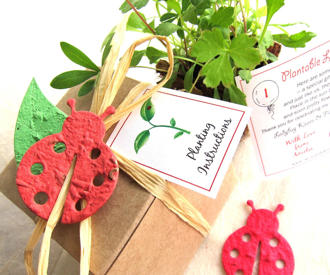 30 Seed Paper Ladybugs Seed Bombs Party Favors Little Lady Etsy