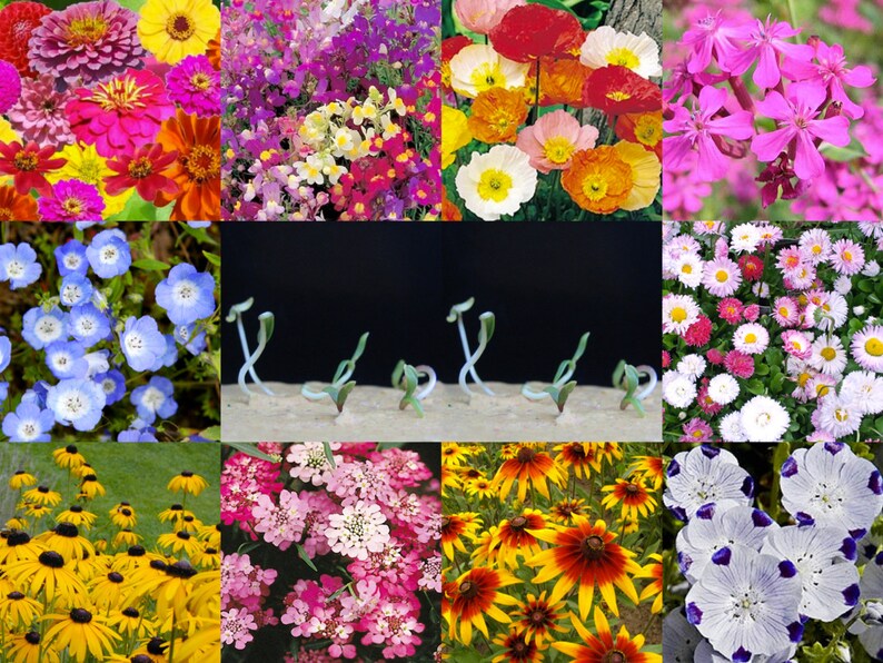 May include: A collage of ten different flower varieties, including pink, red, white, yellow, blue, and purple flowers. The flowers are arranged in a grid pattern, with each flower variety taking up one square. The flowers are all in bloom and are in focus. The background is a black surface.