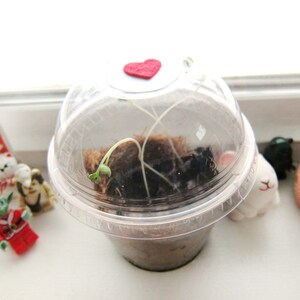 May include: A clear plastic container with a red heart on top, containing a small plant with green leaves growing in soil.