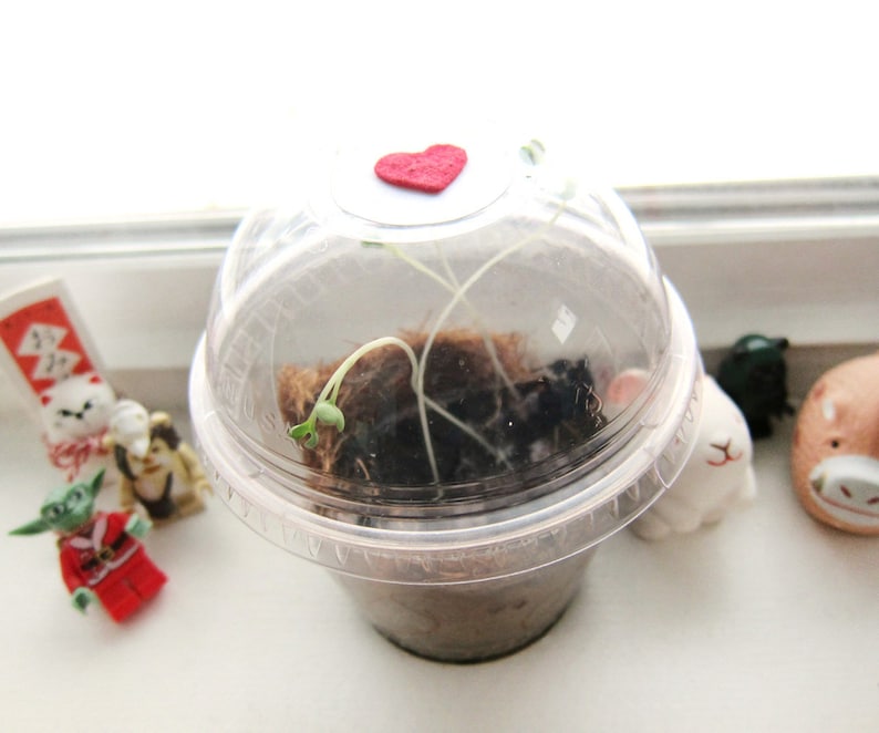 May include: A clear plastic container with a red heart on top, containing a small plant with green leaves growing in soil.