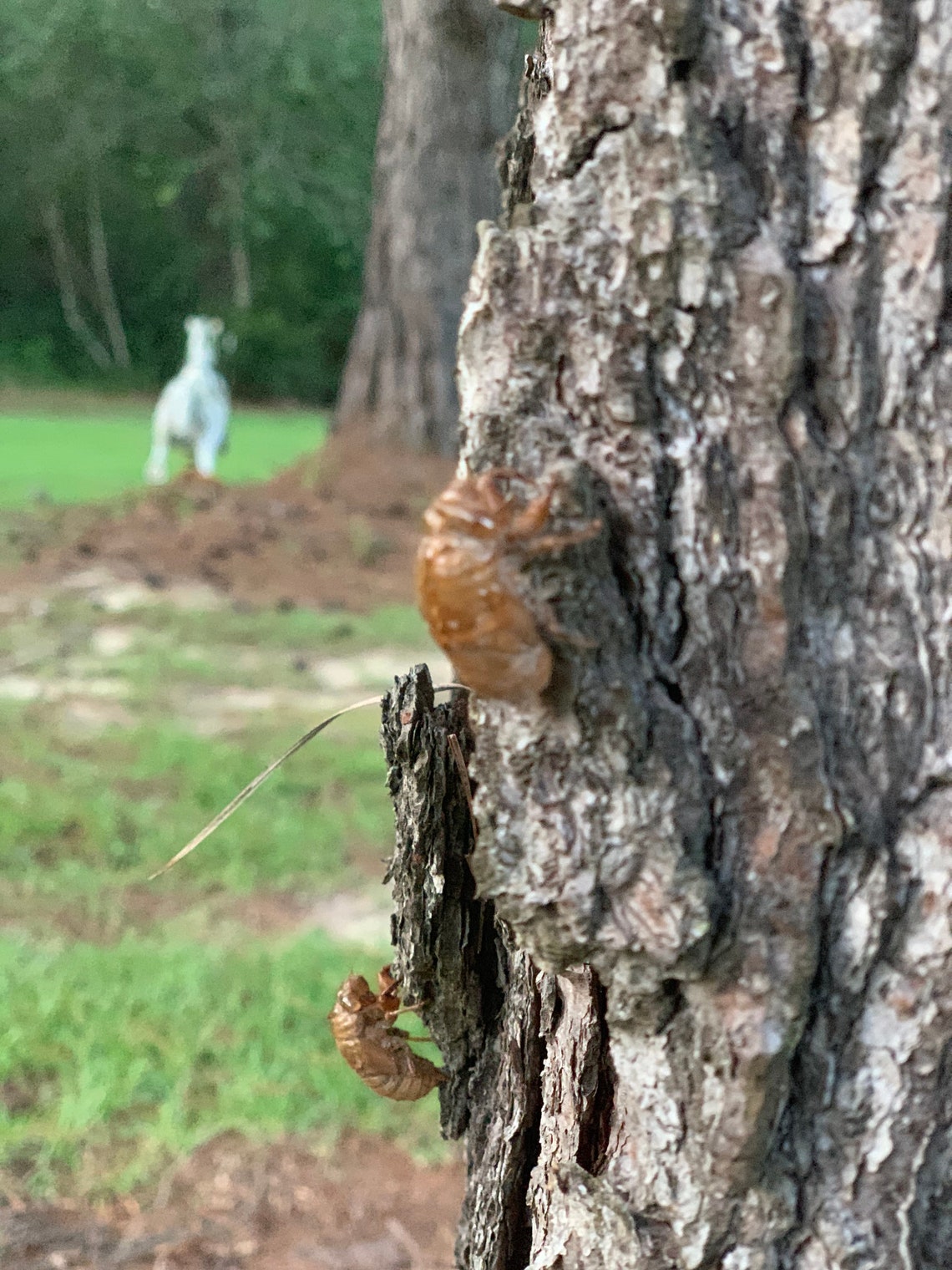 Cicada Shells Katydid Insect 60 pieces Molt Shell Specimen | Etsy