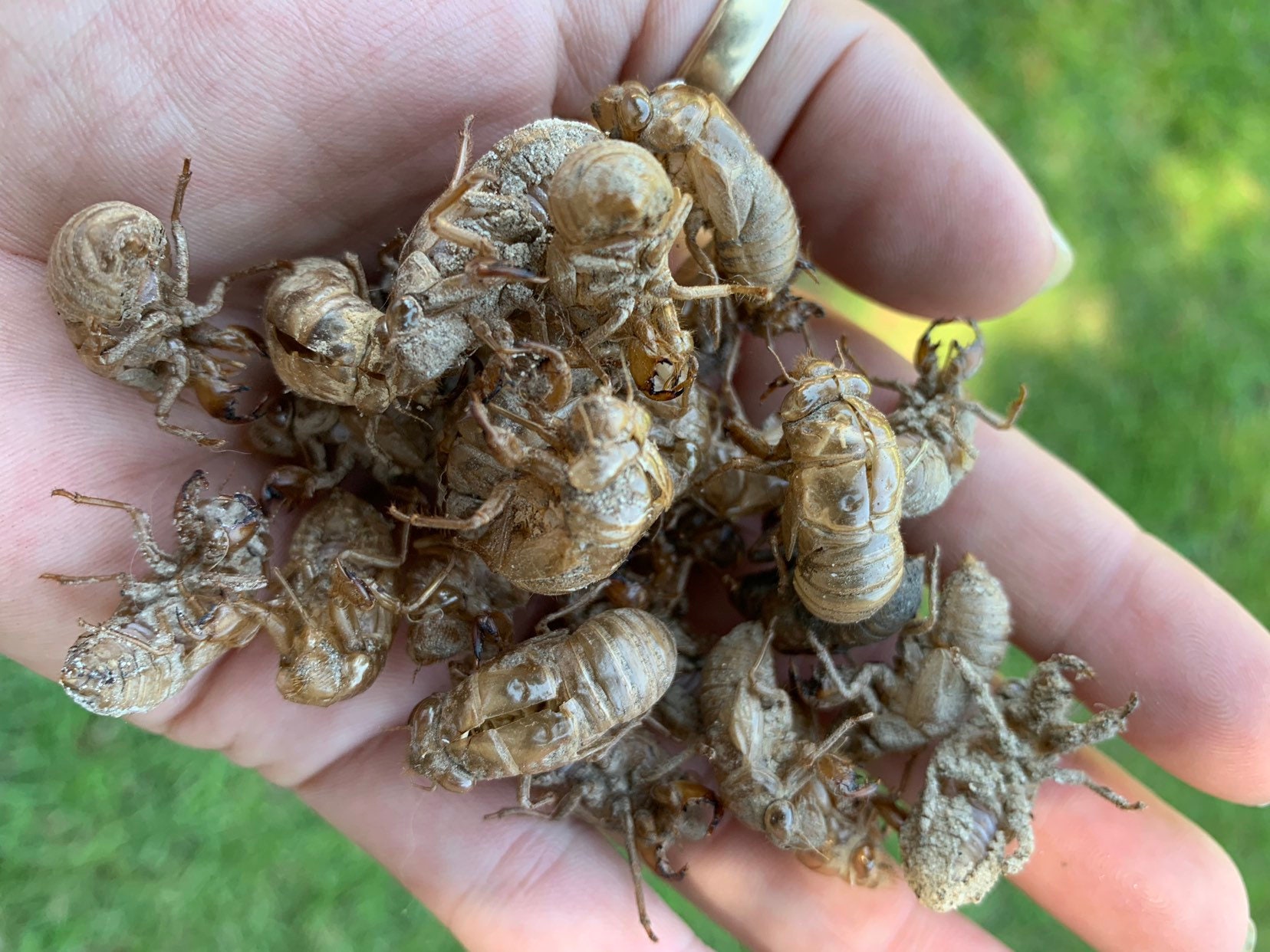 Cicada Shells Katydid Insect 60 pieces Molt Shell Specimen Etsy