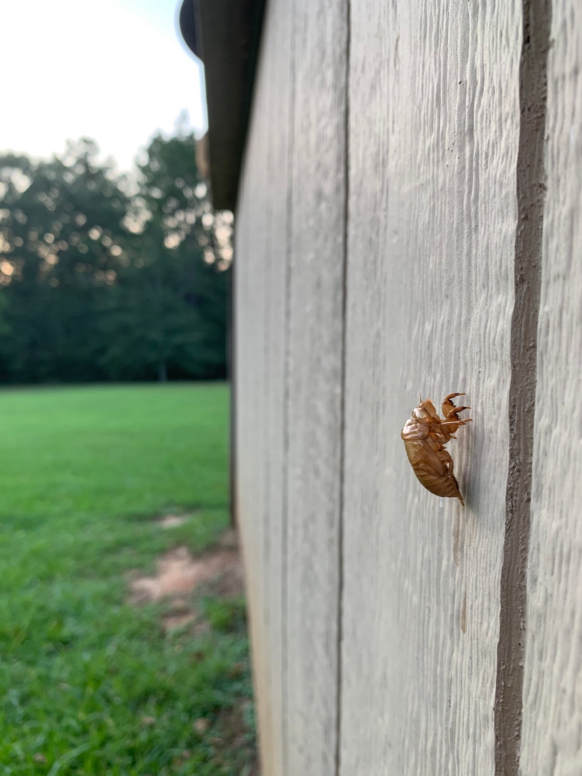 Cicada Shells Katydid Insect 60 pieces Molt Shell Specimen | Etsy