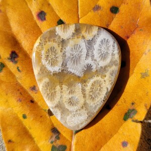 Indonesian fossil coral stone guitar pick, standard, 2.6 mm, P1570