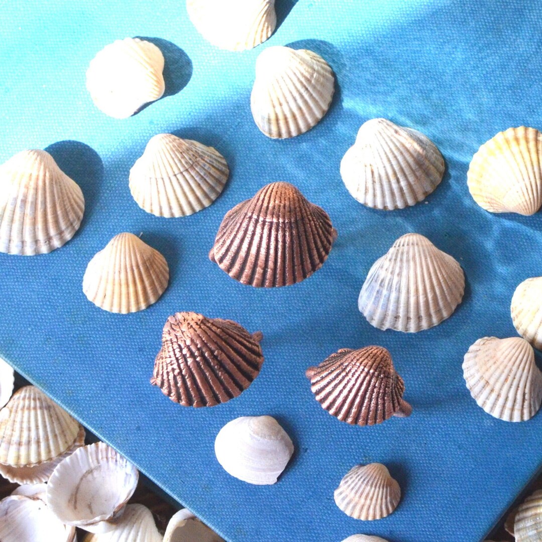 SEASHELL Ring Made to ORDER US Ring Size Real Seashell in Etsy